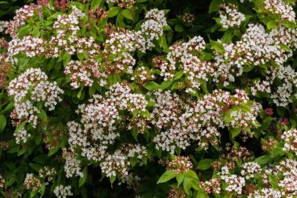 الشجيرات دائمة الخضرة - ويبرنوم القصدير (Viburnum tinus)