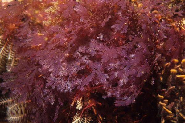 أجار أجار - Gelidium cartilagineum