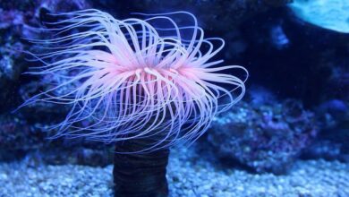 شقائق النعمان البحرية: الخصائص والأنواع والنظام الغذائي 5 شقائق النعمان البحرية: الخصائص والأنواع والنظام الغذائي