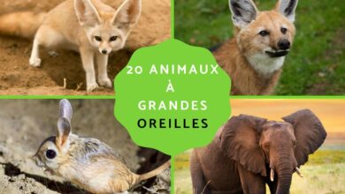 حيوانات ذات آذان كبيرة 9 حيوانات ذات آذان كبيرة
