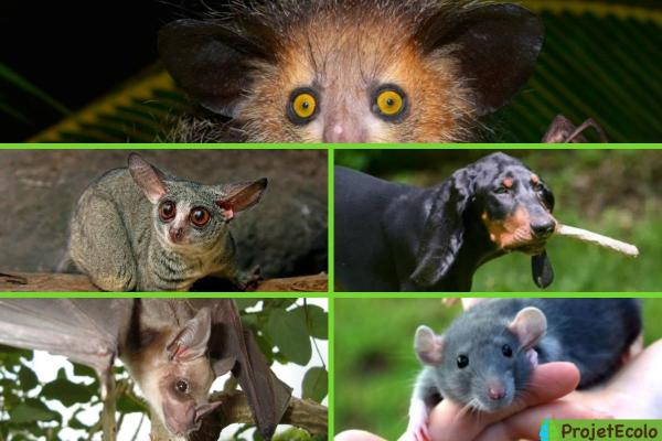 حيوانات ذات آذان كبيرة 11 صور لحيوانات بآذان كبيرة