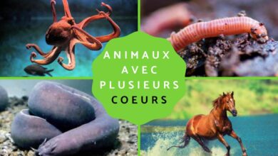حيوانات تمتلك أكثر من قلب 39 حيوانات تمتلك أكثر من قلب