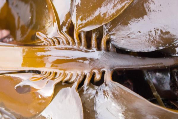 طحالب الأرامي - Eisenia arborea