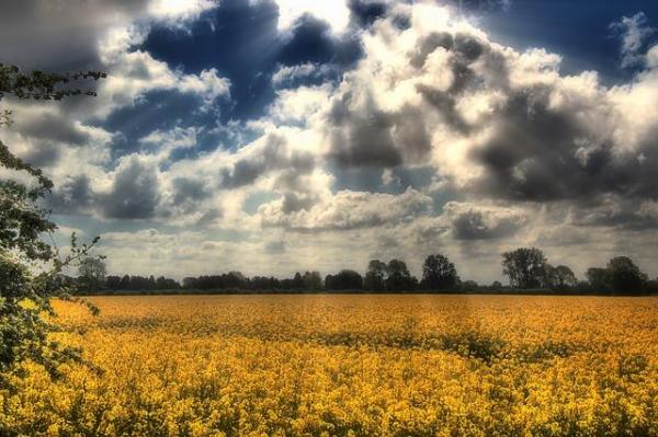 الآثار البيئية للزراعة الأحادية