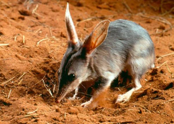 حيوانات ذات آذان كبيرة 6 حيوان البيلبي