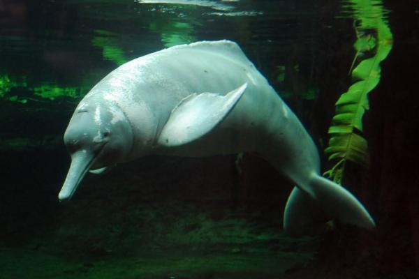 الدلافين المهددة بالانقراض - البوتو