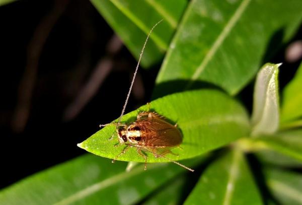 الصرصور وغرف قلبه الثلاثة عشر