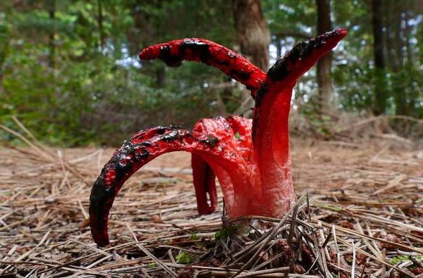 مملكة الفطريات: التعريف والخصائص والتصنيف والأمثلة 1 مملكة الفطريات: التعريف والخصائص والتصنيف والأمثلة - خصائص مملكة الفطريات