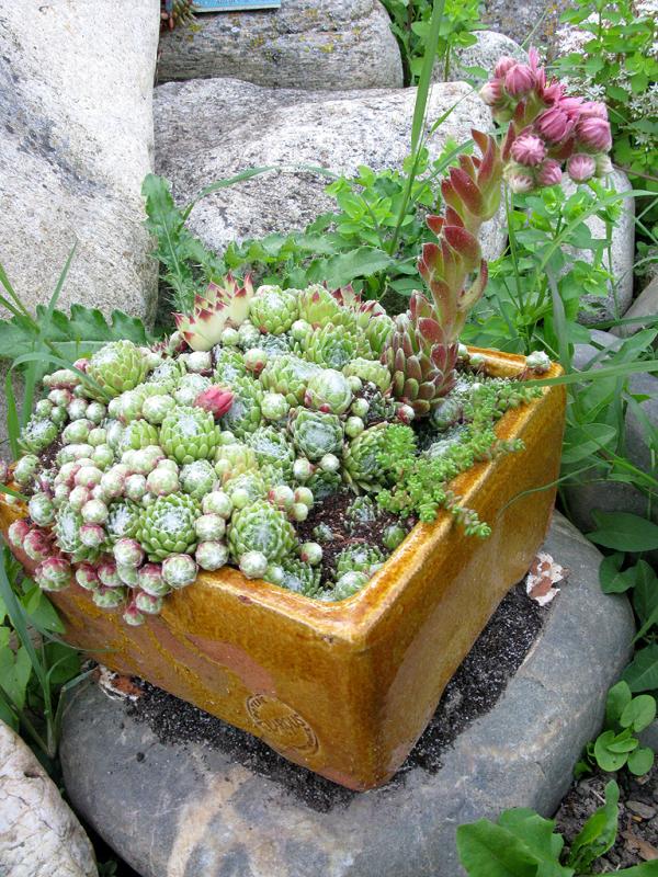 بيت العنكبوت houseleek أو Sempervivum arachnoideum 1 جُو بارْب العنكبوتية أو Sempervivum arachnoideum - العناية - خصائص Sempervivum arachnoideum
