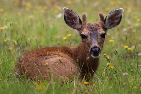 حيوانات ذات آذان كبيرة 8 أيل الهيميون