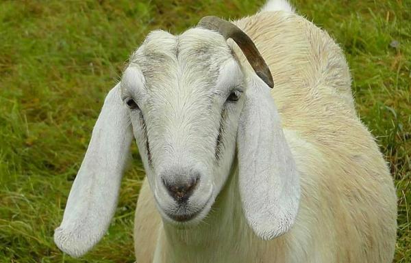 حيوانات ذات آذان كبيرة 4 الماعز الأنجلو نوبي