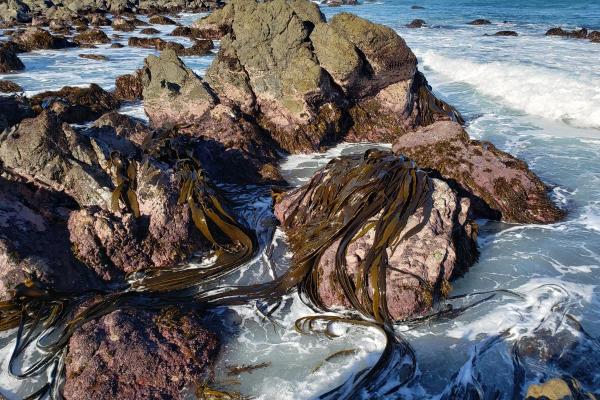 طحالب كوتشايويو - Durvillaea antarctica