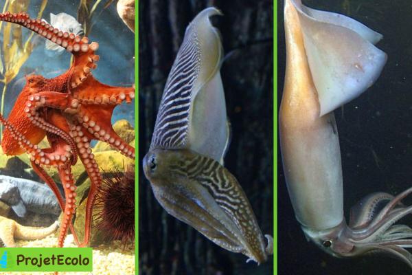 كم عدد قلوب الأخطبوط
حيوانات تمتلك أكثر من قلب