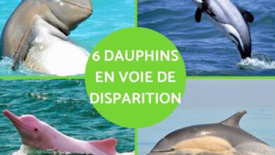 الدلافين المهددة بالانقراض: 6 أنواع مذهلة تحتاج حمايتك 8 الدلافين المهددة بالانقراض: 6 أنواع مذهلة تحتاج حمايتك