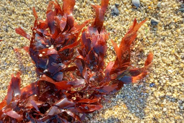 طحالب دلسي - Palmaria palmata