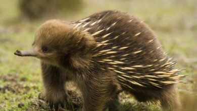 قنافذ النمل: الخصائص والموائل والتكاثر 7 قنافذ النمل: الخصائص والموائل والتكاثر