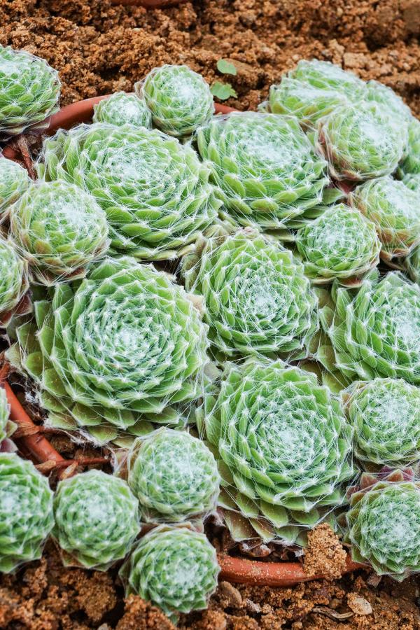 جُو بارْب العنكبوتية أو Sempervivum arachnoideum - العناية - تسميد وإكثار Sempervivum arachnoideum