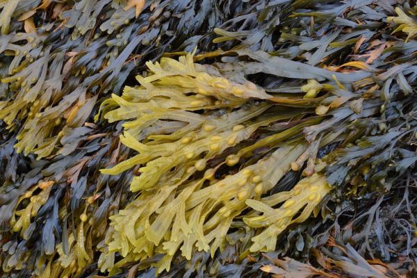 فوكوس حويصلي - Fucus vesiculosus