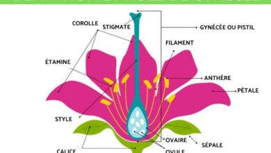 المتاع: دليلك الشامل لتعريفه وأجزائه ووظيفته الأساسية 26 المتاع: دليلك الشامل لتعريفه وأجزائه ووظيفته الأساسية