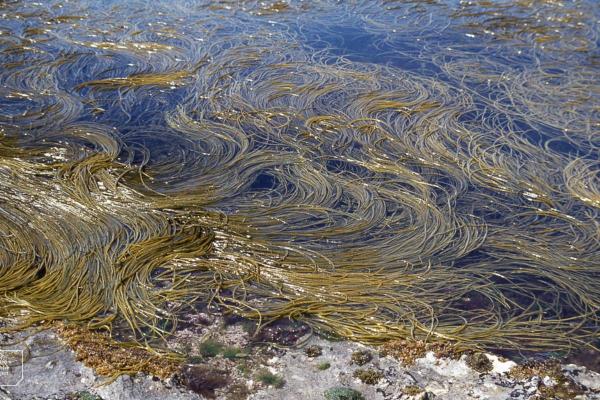 فاصوليا البحر - Himanthalia elongata