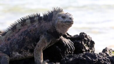 الإغوانا البحرية في غالاباغوس: الخصائص والنظام الغذائي والموائل 9 الإغوانا البحرية في غالاباغوس: الخصائص والنظام الغذائي والموائل