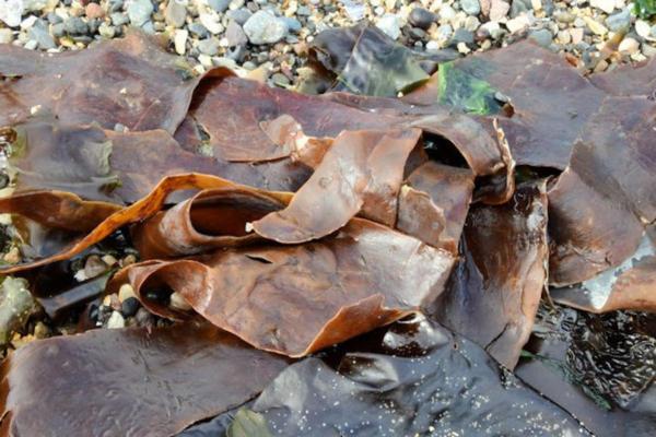 طحالب الكومبو - Laminaria ochroleuca