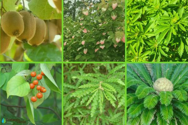 أمثلة على النباتات ثنائية المسكن