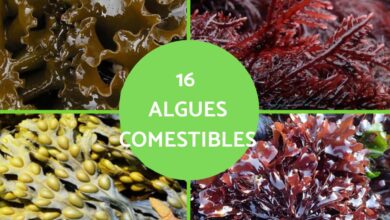 الطحالب الصالحة للأكل: دليلك الشامل لأفضل الأنواع 8 الطحالب الصالحة للأكل: دليلك الشامل لأفضل الأنواع