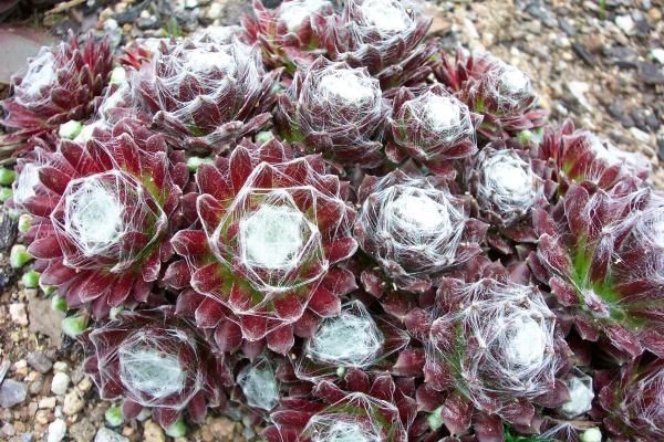 جُو بارْب العنكبوتية أو Sempervivum arachnoideum - العناية - مكان زراعة Sempervivum arachnoideum
