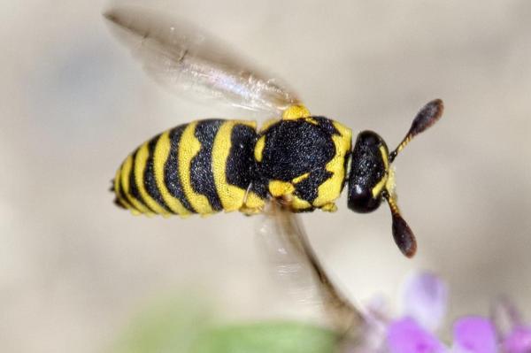 أنواع الدبابير 1 أنواع الدبابير – Masarinae