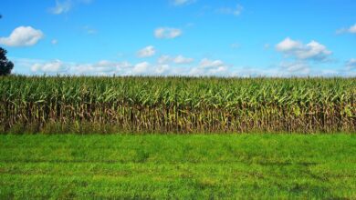 الزراعة الأحادية – التعريف والمزايا والعيوب 4 الزراعة الأحادية – التعريف والمزايا والعيوب