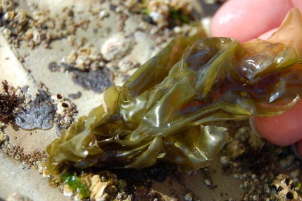 الطحالب الصالحة للأكل: دليلك الشامل لأفضل الأنواع 1 طحالب النوري - Porphyra sp.