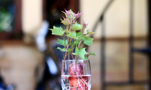 البطاطا الحلوة تنمو في الماء
نباتات تنمو في الماء