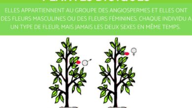 النباتات ثنائية المسكن: التعريف والقائمة والأمثلة