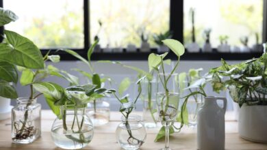 نباتات تنمو في الماء: 12 خياراً مذهلاً وسهل الرعاية 5 نباتات تنمو في الماء: 12 خياراً مذهلاً وسهل الرعاية