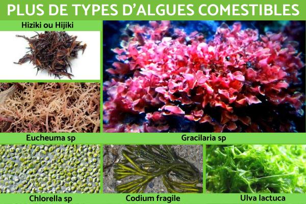 أنواع إضافية من الطحالب الصالحة للأكل