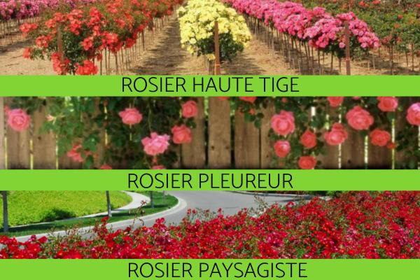 أنواع شجيرات الورد 3 أنواع شجيرات الورد – المزيد من أنواع شجيرات الورد