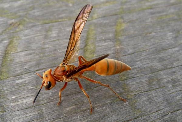 أنواع الدبابير 4 أنواع الدبابير – Polistinae