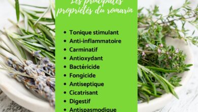 خصائص إكليل الجبل: الفوائد والاستخدامات والتحضير 6 خصائص إكليل الجبل: الفوائد والاستخدامات والتحضير