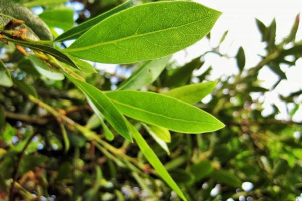 خصائص شجرة الغار
فوائد ورق الغار