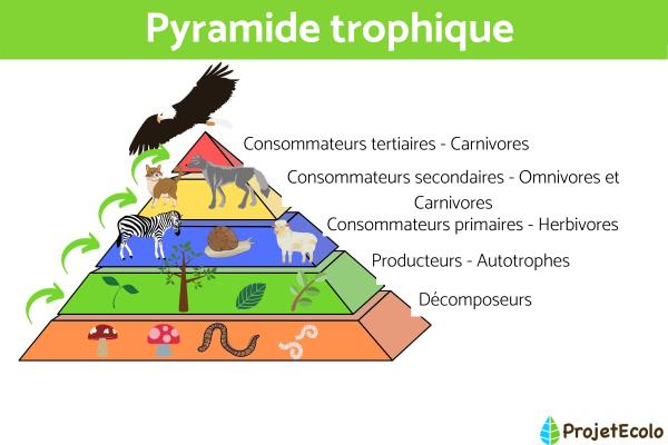 المستهلك الثانوي: التعريف والأمثلة 1 المستهلك الثانوي: التعريف والأمثلة - من هم المستهلكون الأساسي والثانوي والثالث والرباعي؟