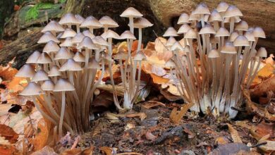 مملكة الفطريات: التعريف والخصائص والتصنيف والأمثلة 21 مملكة الفطريات: التعريف والخصائص والتصنيف والأمثلة