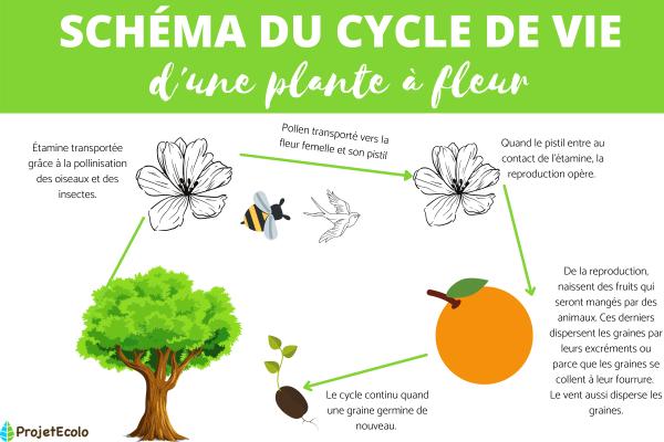 دورة حياة النبات الزهري واللاجنسي 1 رسم تخطيطي لدورة حياة النباتات الزهرية