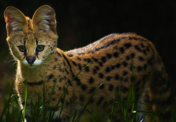 حيوانات ذات آذان كبيرة 5 قط السرفال