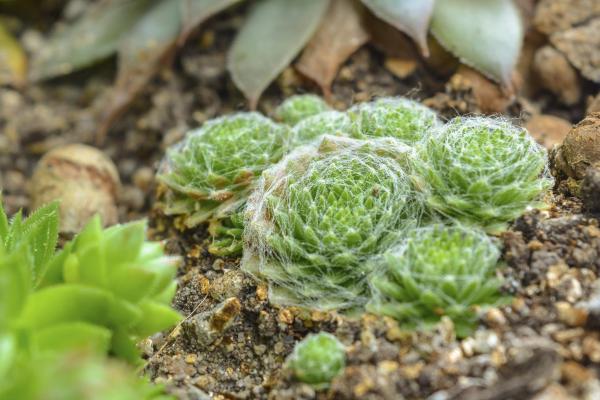 جُو بارْب العنكبوتية أو Sempervivum arachnoideum - العناية - التربة المناسبة لـ Sempervivum arachnoideum