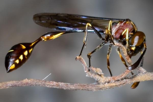 أنواع الدبابير 3 أنواع الدبابير - Stenogastrinae