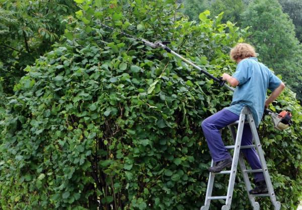 أنواع التقليم - التقليم الصحي