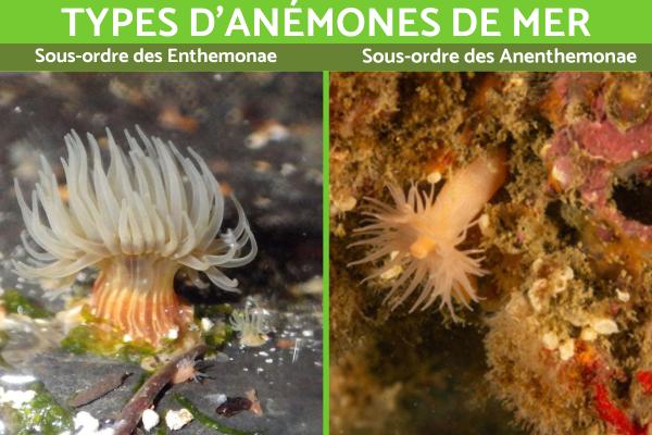 أنواع شقائق النعمان البحرية