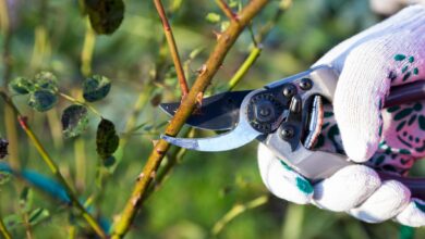 أنواع التقليم 6 أنواع التقليم