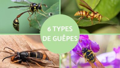 أنواع الدبابير 33 أنواع الدبابير